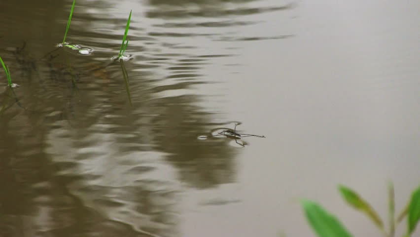 Pond skaters on a surface of water