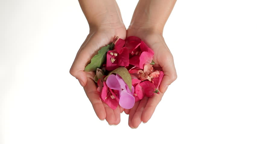 Hands Dropping Pink Flowers on white background