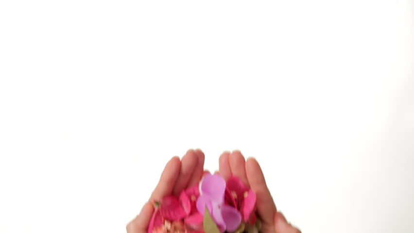 Hands Showing Pink Flowers on white background