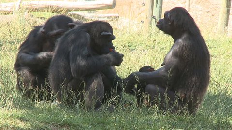 Family of chimpanzees meeting