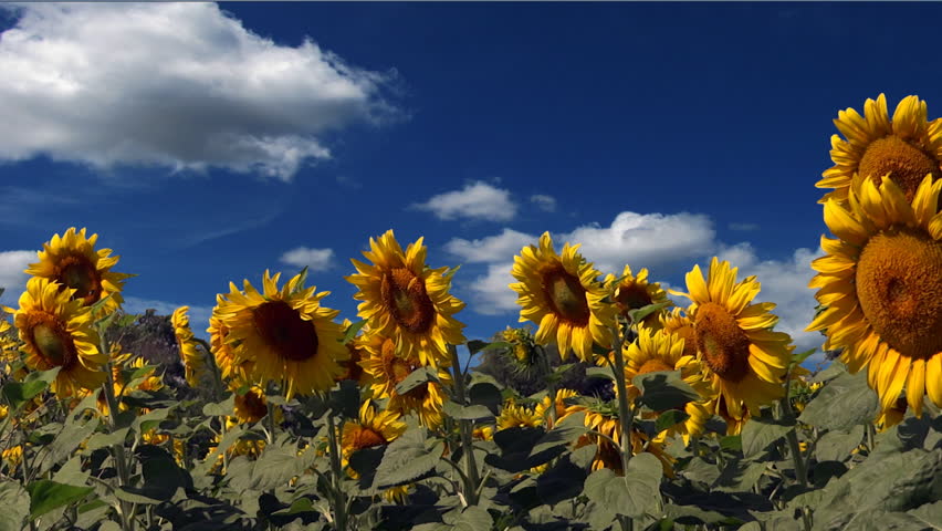 Sunflower Field On Cloudy Sky Stock Footage Video 100 Royalty