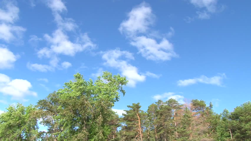 Blue sky day with scattered clouds above forest trees, camera pan.