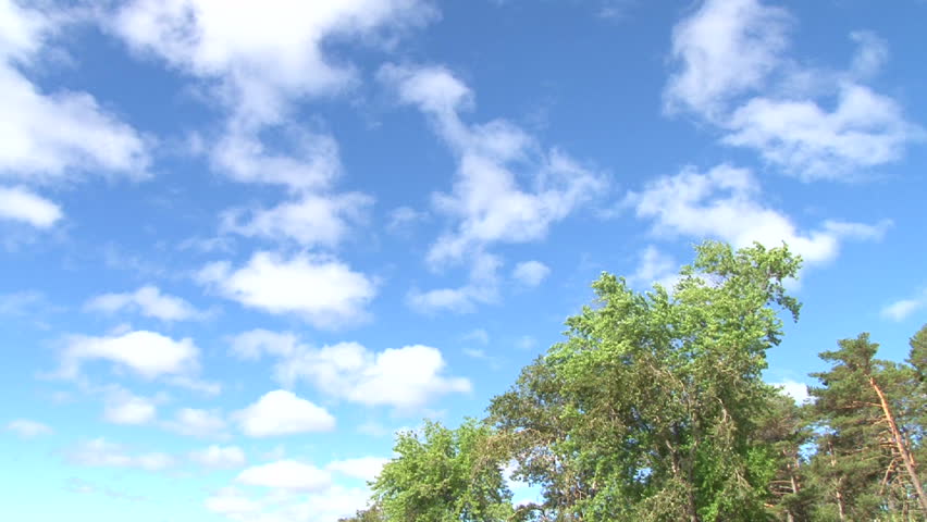 Blue sky day with scattered clouds above forest trees, time lapse.