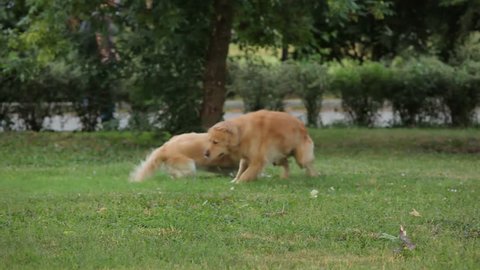Two golden retrievers running in the park