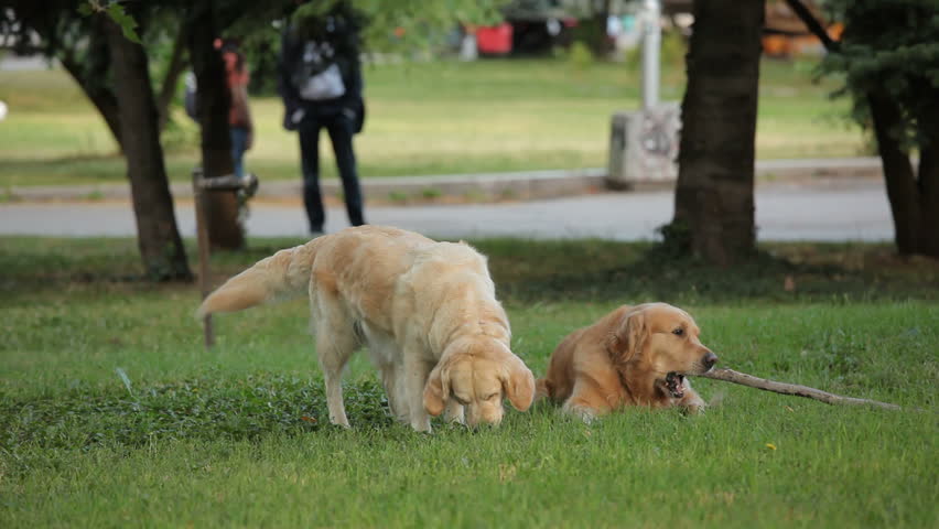 Two golden retrievers chewing stick in the park