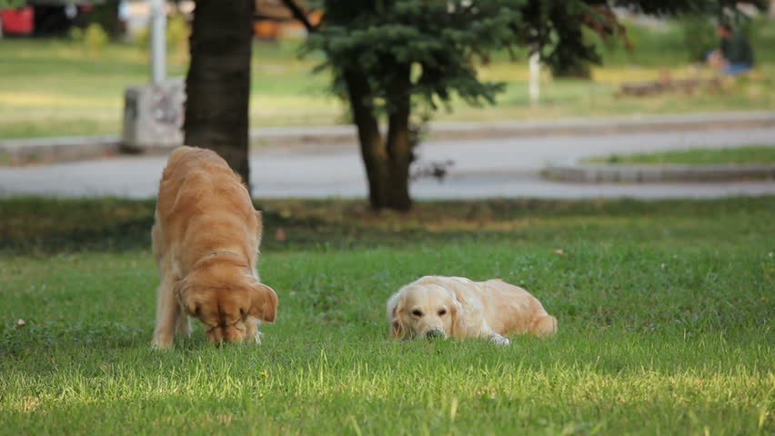 Two golden retrievers chewing stick in the park