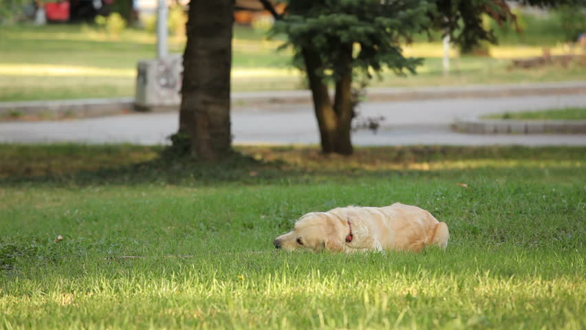 Golden retriever chewing stick in the park