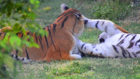Tigers fight game play. Tigers are fighting in a wild biting its body and neck. Fight for dominate position among others.
