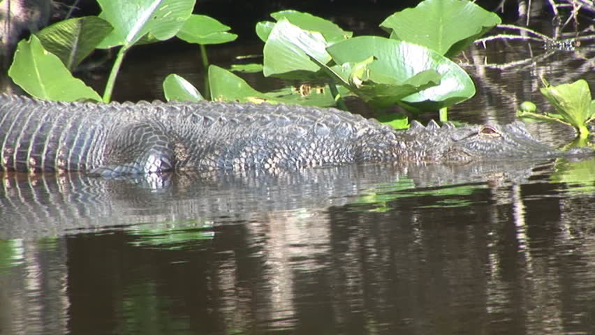 American Alligator in Florida Swamp