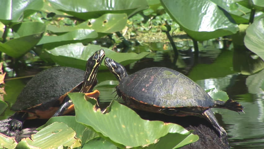 Aquatic turtles in Florida swamp