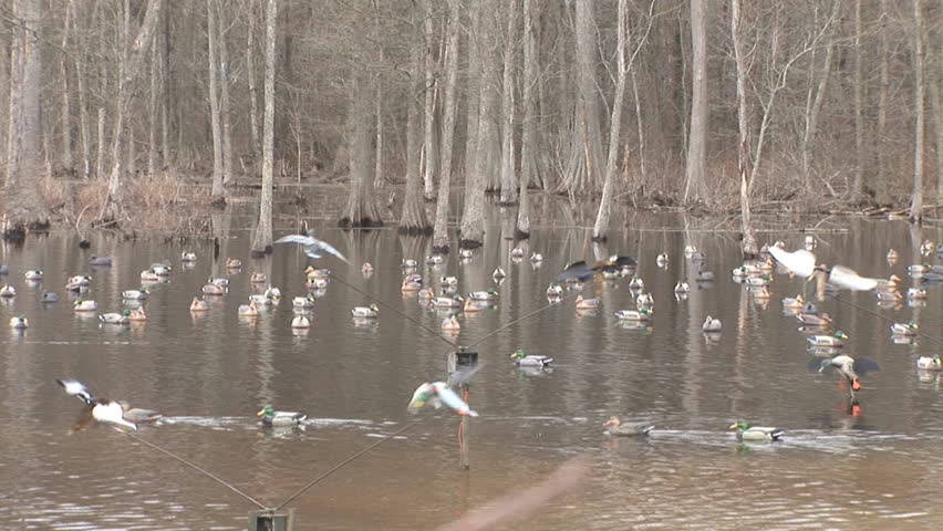 Duck hunting decoy spread