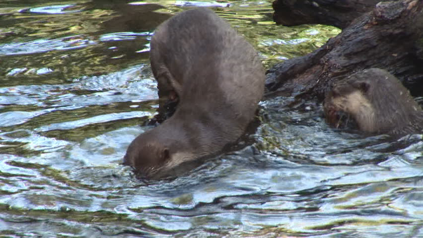 River Otters searching for food