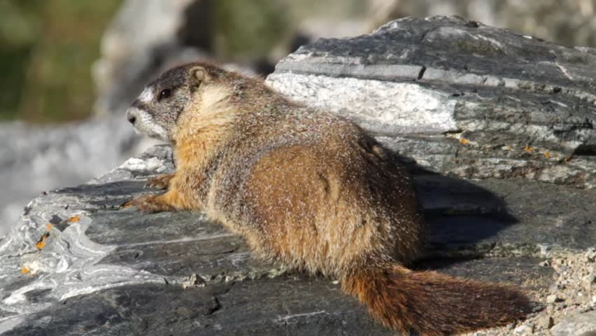 Sunning Yellow-bellied Marmot