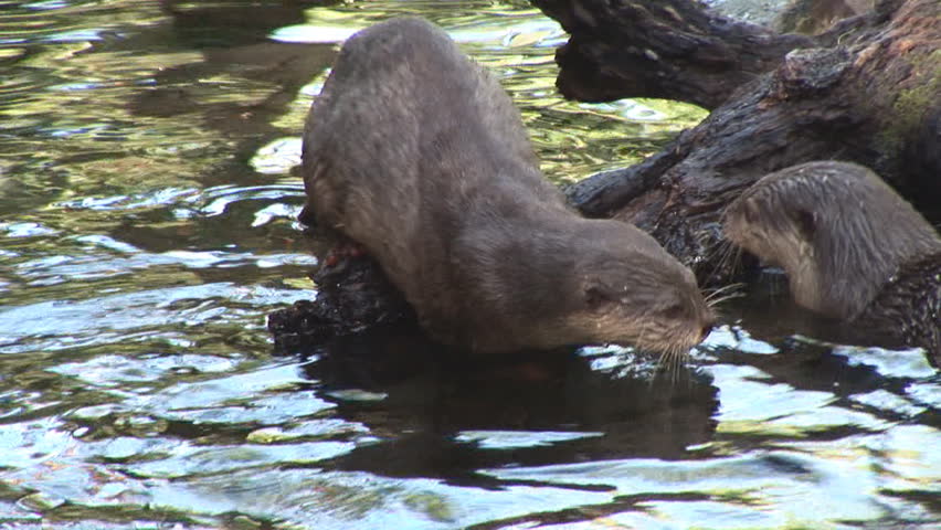 River Otters playing in water
