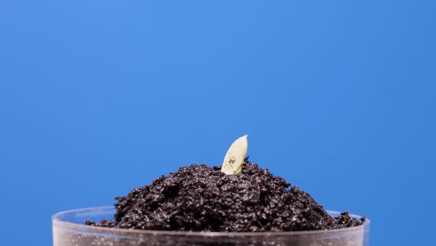 time lapse plant growing