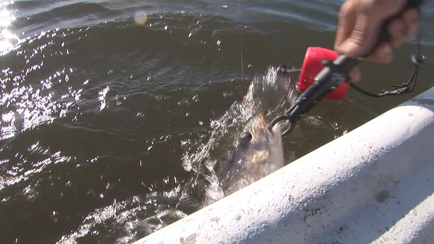 Fisherman catching Redfish in Louisiana Marsh post Hurricane Katrina