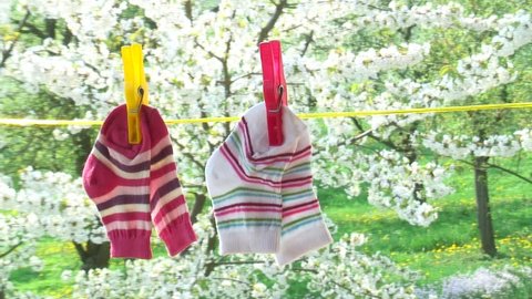 Eco laundry - HD 1080i: Two pairs of socks from babies on a clothesline in front of cherry tree with blossoms. First focus on socks - then blurred.