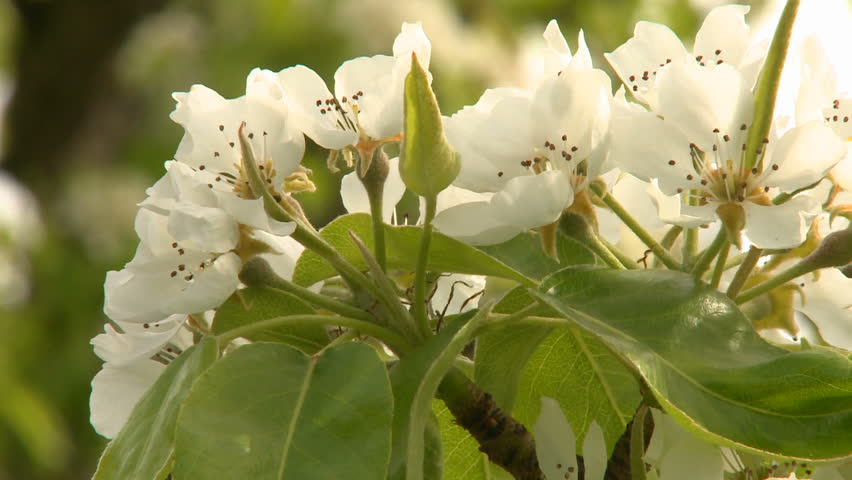 Close up Apple blossoms in Spring time