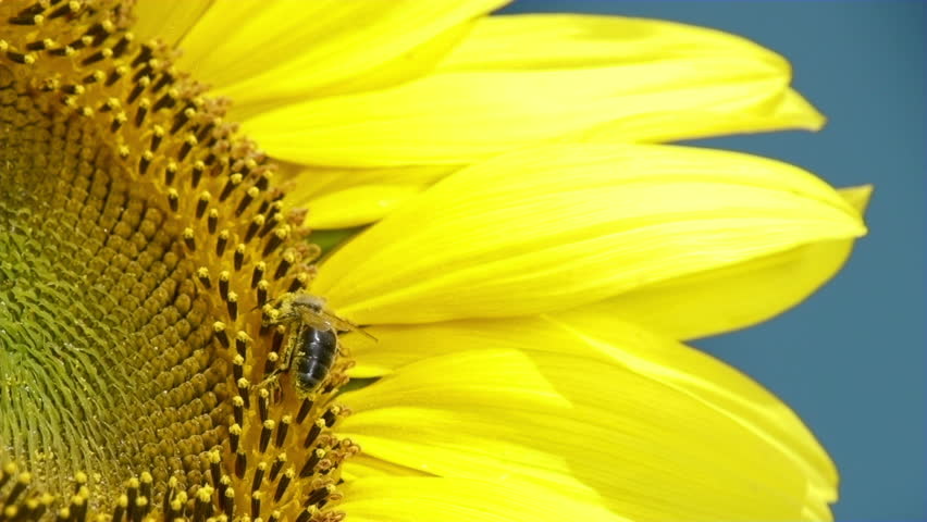 Bee working on Sunflower in slow motion, blue sky and sunny weather