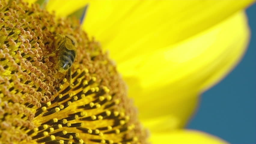 Bee working on Sunflower in slow motion, blue sky and sunny weather