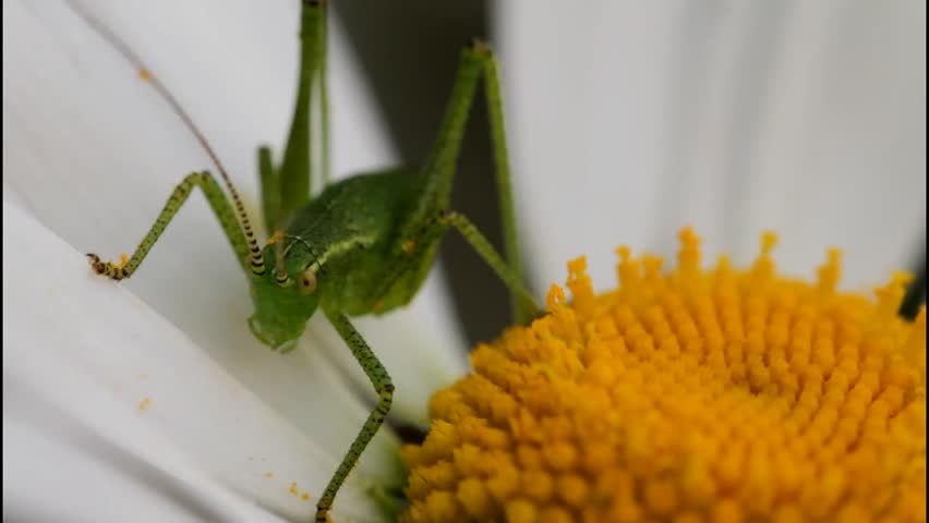 speckled bush cricket nymph on a daisy Royalty-Free Stock Footage #4487207