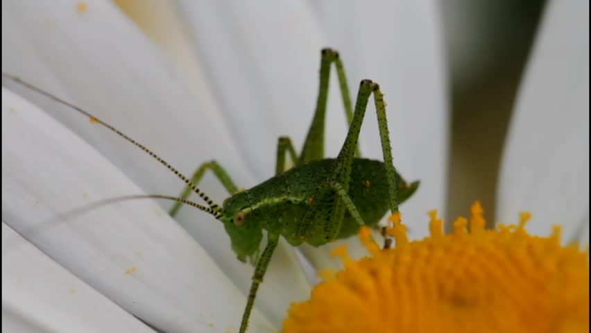 speckled bush cricket nymph on a daisy Royalty-Free Stock Footage #4487210