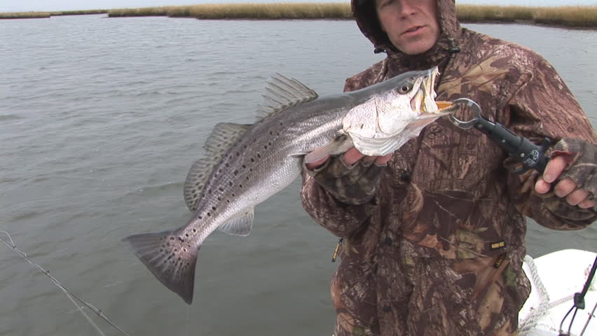 Fisherman catching large Speckled Trout in Louisiana Marsh post Hurricane
