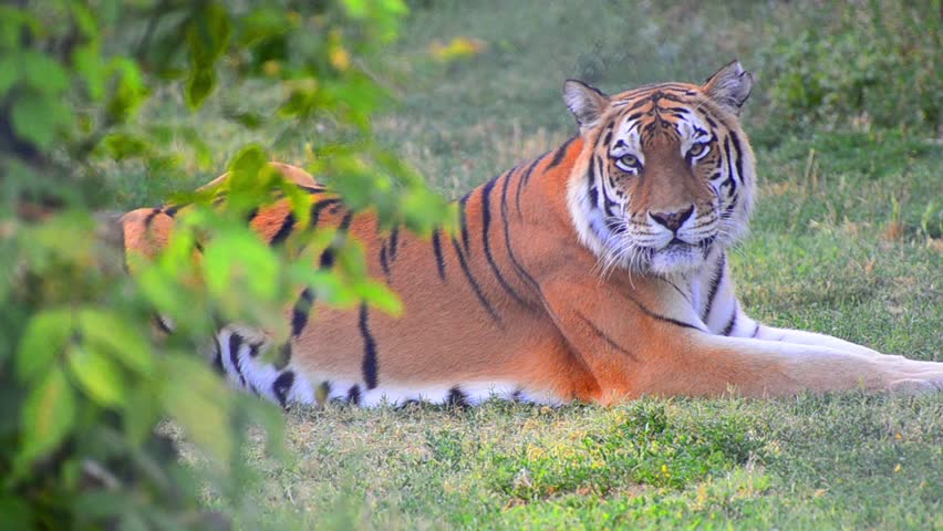 Hidden view of Tiger in the wild through the bushes. Lies on the grass and