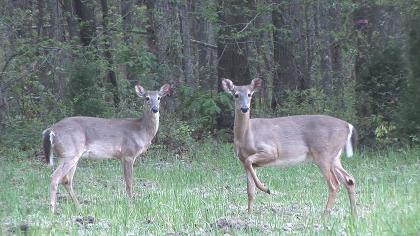 Whitetail Deer yearling female with her mother, mother stomping foot and snort