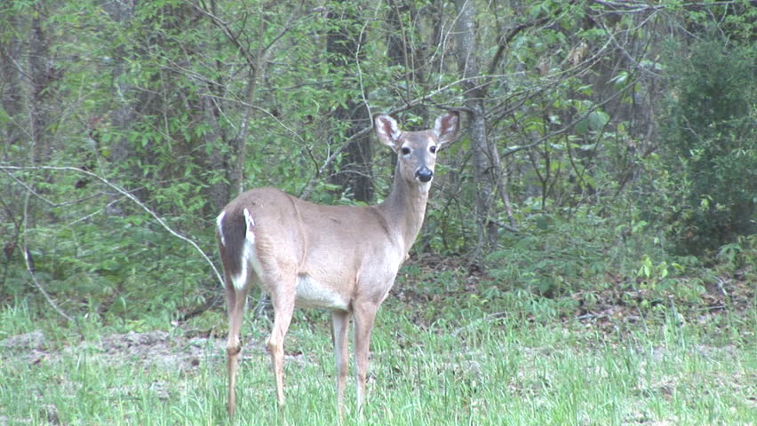Whitetail Deer yearling female, Springtime in Georgia
