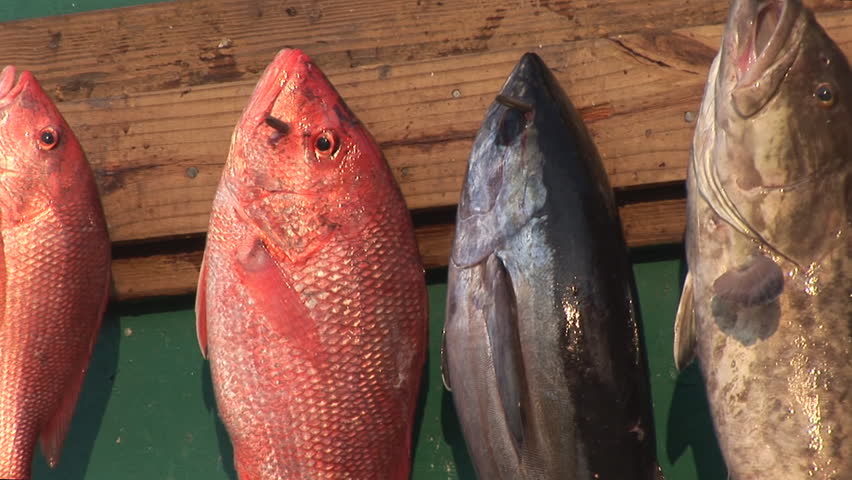 Saltwater fishing in Gulf of Mexico, Red Snapper, Blackfin Tuna, and Grouper in