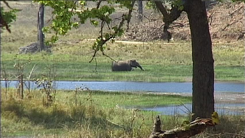 Kanha National Park - Elephants bathing in pond