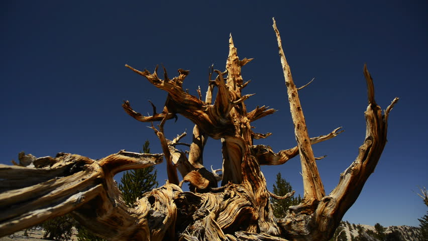 Bristlecone Pine 05 Dolly Right Ancient Forest White Mountain California
