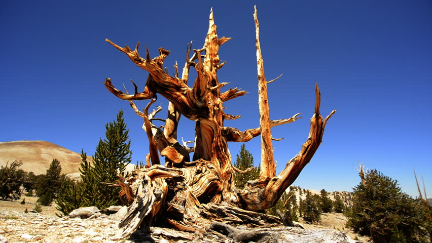 Bristlecone Pine 04 Dolly Up Ancient Forest White Mountain California