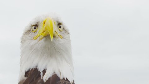 American Bald Eagle on white. Shot on RED Epic in SLow motion at 160 FPS Video Stok