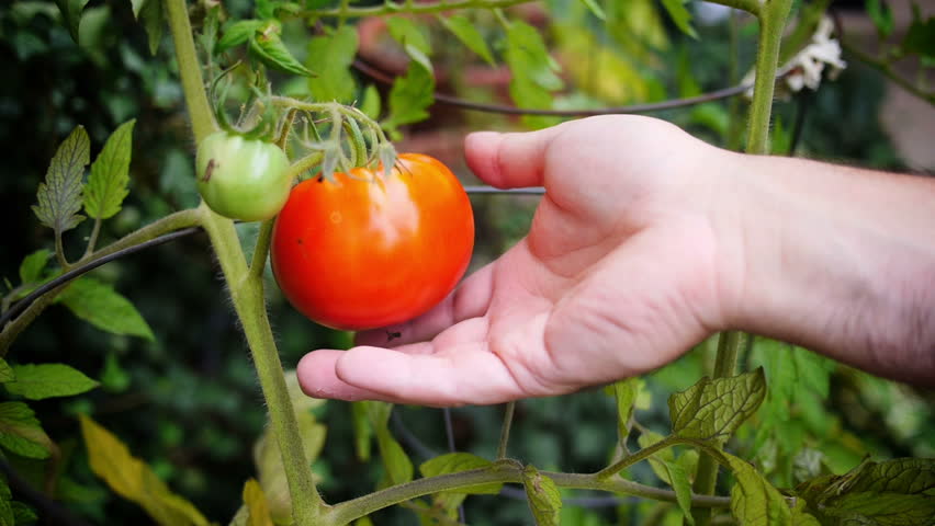 A farmer hand picks a single red tomato.
