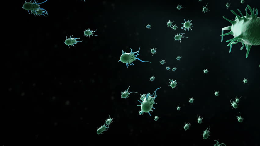 An animated clip of a large colony of bacteria with multiple flagella. 