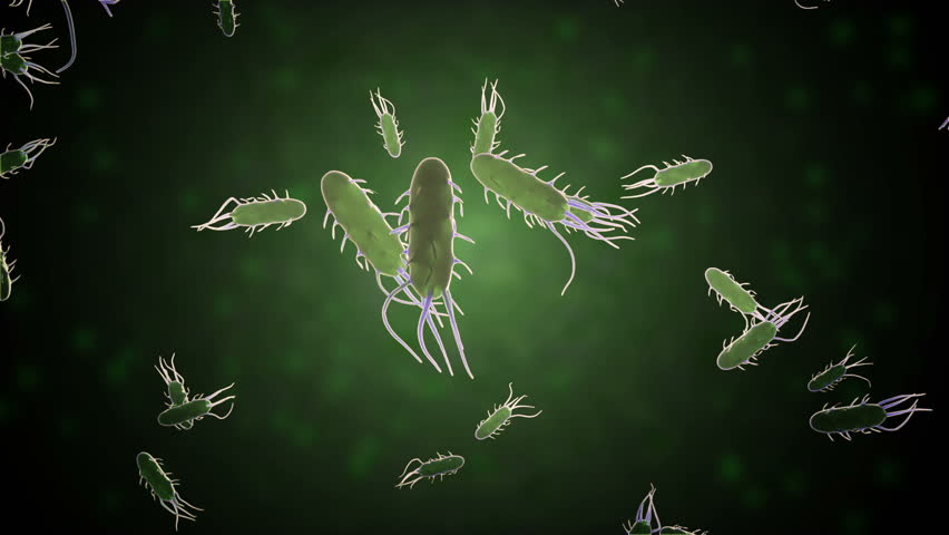 An animated clip of a large colony of bacteria with multiple flagella. Seamless