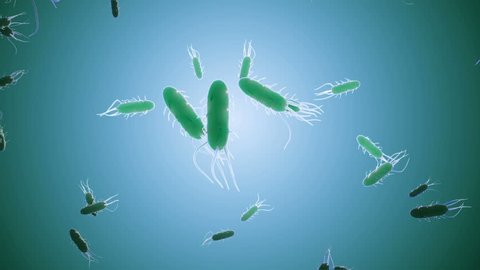 An animated clip of a large colony of bacteria with multiple flagella. Seamless loop.