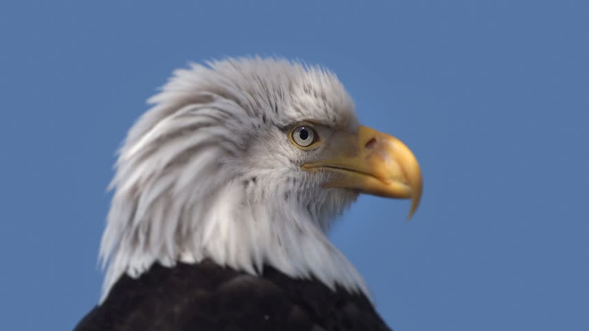 Close up view of an eagle against a blue background looking around.