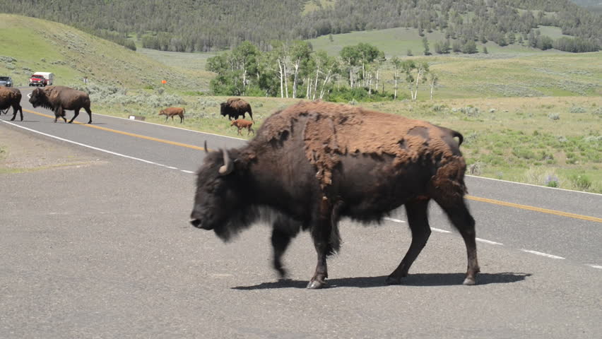 Yellowstone National Park, Lamar Valley, Bison