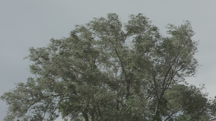 Chinese Elm image - Free stock photo - Public Domain photo - CC0 Images