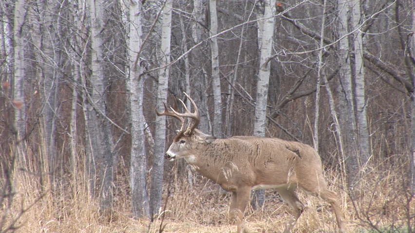 Whitetail Deer in Saskatchewan 