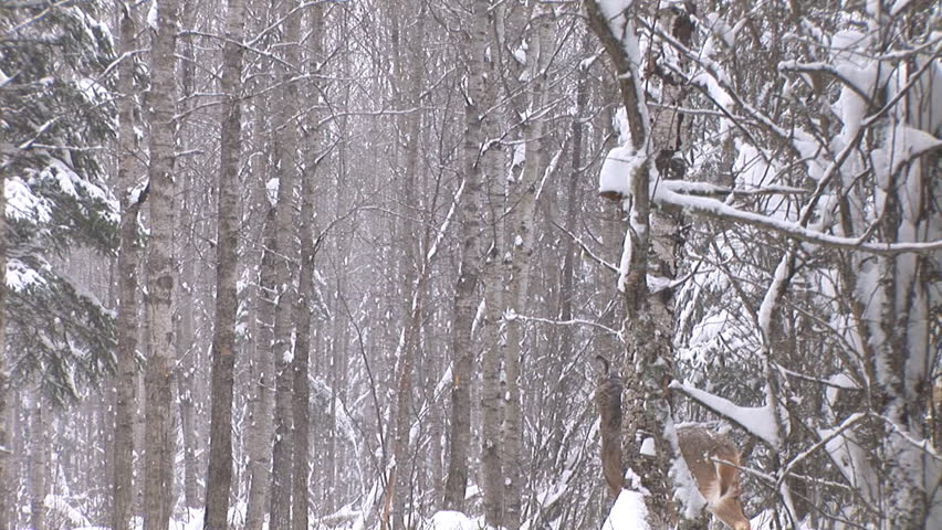 Whitetail Deer in Saskatchewan 