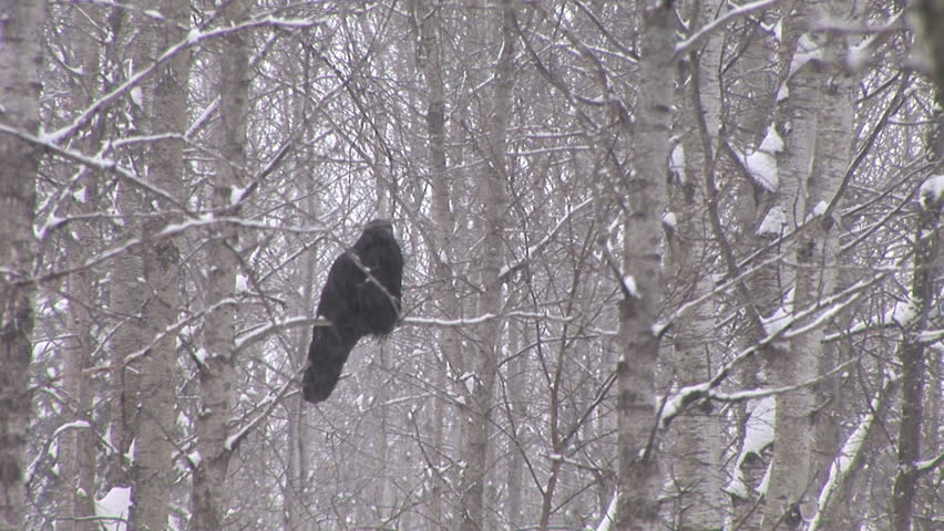 Raven in Snow