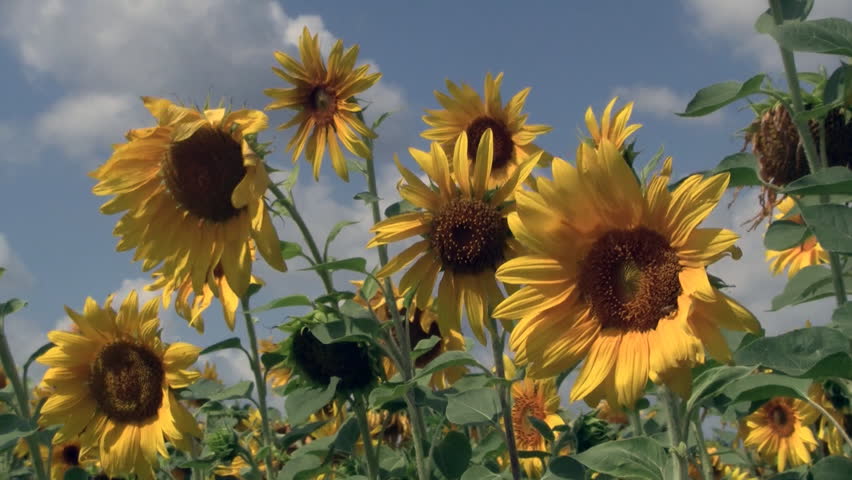 Sunflower heads close-up on cloudy sky background