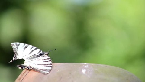 butterfly sits on a clay pot