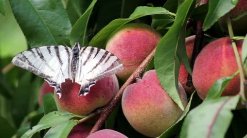 butterfly sits on a branch of a peach