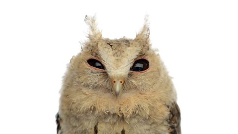 Close-up of an Indian scops owl looking at the camera