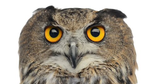 Close-up of an Eurasian eagle owl looking at the camera